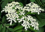 Elder-flower, one large white flower made of hundreds of smaller white flowers, with leaves in the background