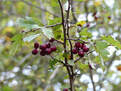 Hawthorn Berries, hidden in the branches in late autumn