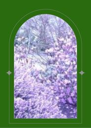 Heather in full bloom, a rich deep purple seen through a green arched window