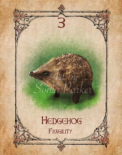 Hedgehog, a card from the animal spirit oracle deck. The Spiritual Centre