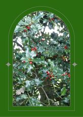 A beautiful branch of Holly, Leaves are rich green and laden with full, ripe, red berries. seen through a green arched window.
