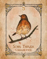 Song Thrush, Animal Spirit Guide, Oracle Card, Song Thrush number 5 of the Air set. Song Thrush in full plumage standing on a branch ready to sing