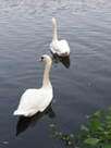 A pair of swans swimming in the lake