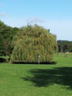 Willow Tree standing alone in a meadow, a beautiful summer day.