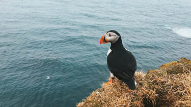 Puffin standing on edge of cliff looking out to sea