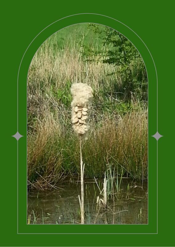 Reed in full bloom, the seeds and feathers resembling a face, seen through a green arched window.