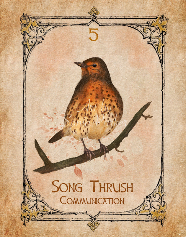 Song Thrush a card from the animal spirit oracle deck. The Spiritual Centre