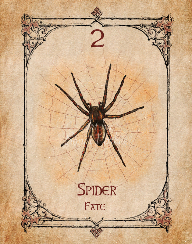 Spider, Animal Spirit Guide, Oracle Card, Spider number 2 of the Fire set. Spider is about  is about fate, fortune, destiny.