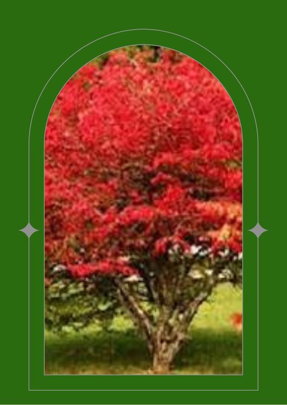 Spindle Tree is red, its leaves are a bright red, hiding berries that are a deeper red, it is sitting in long grass of the meadow and seen through a green arched window.