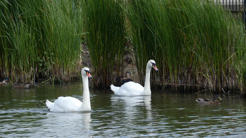 Swans enjoying the day swimming together on a lake