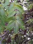 Ash tree leaves, six leaves on each side of a stem with one at the end.
