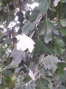 Silvery, white leaves of the White Poplar having been turned on the breeze.