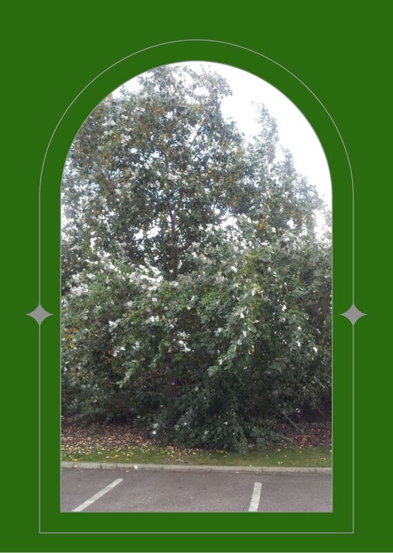 White poplar at the height of summer, leaves turned on the breeze and showing the silvery white undersides. Seen through a green arched window
