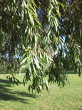 Willow Tree branches and leaves creating a cool canopy