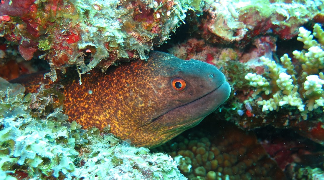 Eel hiding in a coral bed with just his head on display