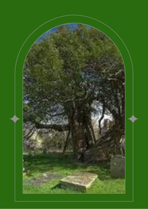 Yew Tree in a church yard, more than 1000 years old and has a number of trunks seen through a green arched window.