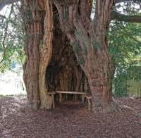 An ancient yew tree with a bench inside the hollowed trunk